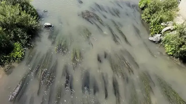 Investigation launched into fish deaths in Kura River in Ardahan