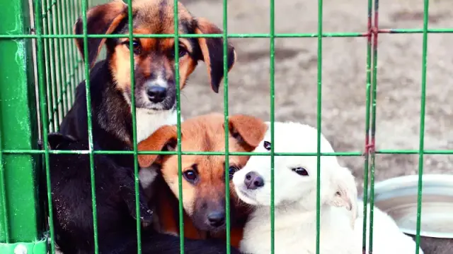Interior Minister Çiftçi: Stray animal collection completed in 78 provinces