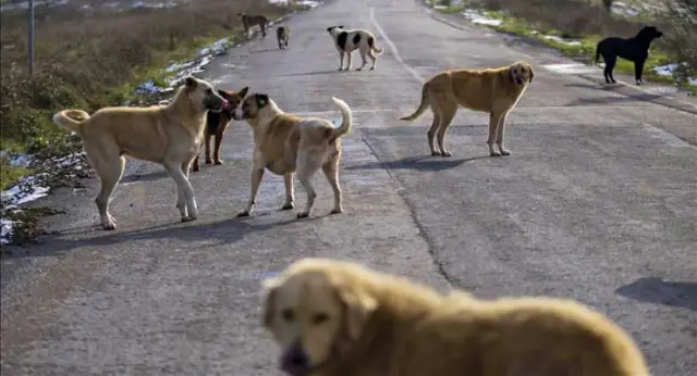 Feeding strays on the street banned in Erzurum